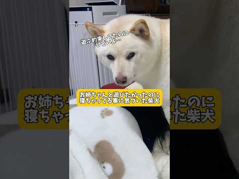 お姉ちゃんと遊びたかったのに寝ちゃってる事に気がついた柴犬の行動が可愛すぎる🤣　#shorts #柴犬 #犬 #dog