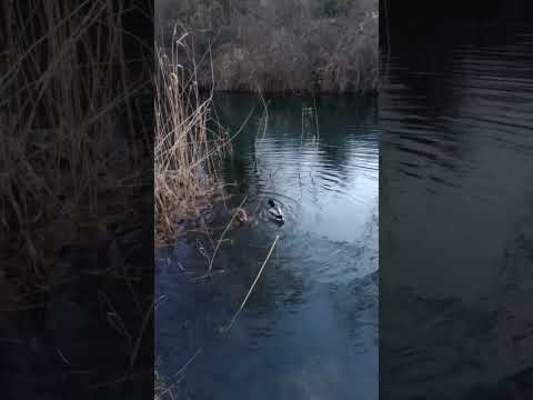 cute duckies