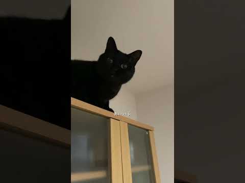 会話できてると思うの👩‍🦰🐈‍⬛🐈　#猫 #cat