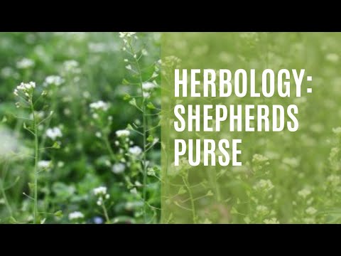 Herbology: Learn About the POWERFUL Medicinal Benefits of Shepherds Purse