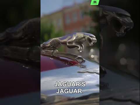 Where is the cheetah car?!?!