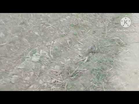 My vlog No3