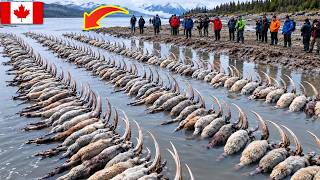Canada Releases 89 Hungry Predators Into a Dead Ocean — 4 Years Later, Nobody Expected This