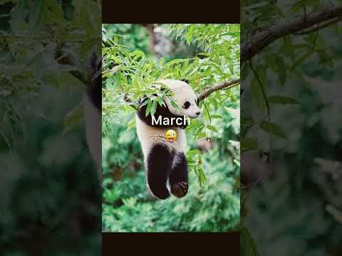 Soul animal✨#sendtoafriend #aesthetic #birthday #cute #animals #soul #birthmonth