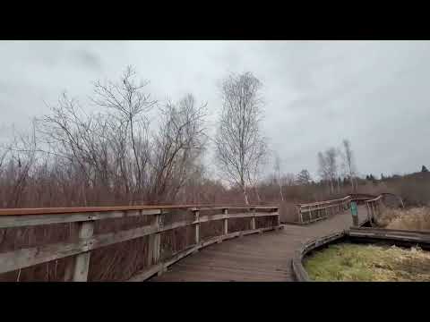 Nature walk at Mercer Slough in Bellevue WA
