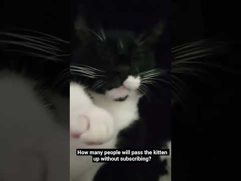 Kitten goes viral! #kitten #catlovers #saveanimals #adoptdontshop #meow #angrycat