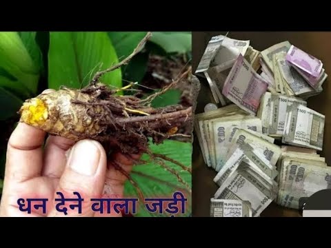 जिसके पास में होता है यह जड़ वह धनवान बन जाता है //नहीं देखा तो पछताओगे ।।