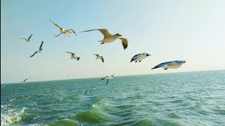 Ship Keari Sindhbad || saint martin island || Sea birds near ship || On The way to Saint Martin||
