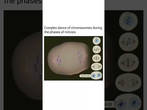 Mitosis stages #biology#celldivison #molecularbiology#cellbiology #lifescience#new#trending#shorts