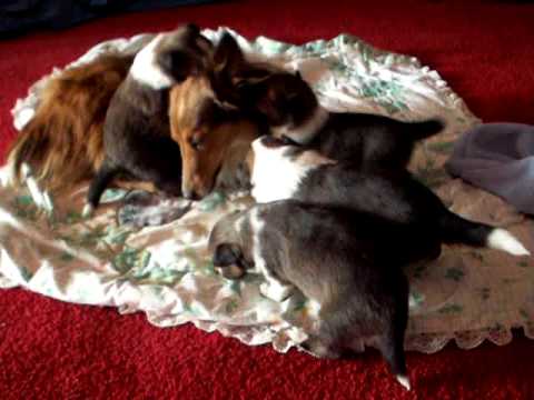 pups October  04, 2009 019