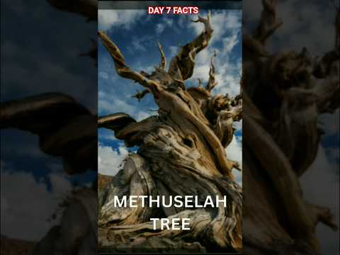 Day 7 Facts  World Oldest Tree #shorts #nature #amazingfacts