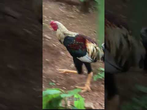 Asking hens/cocks how the new season of Fortnite is? #hens #fortnite #crap