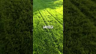 Build a Lawn Better Than 99% of People 🌱 The Secret to a Stunning Garden in 2025! #rootfuel #garden