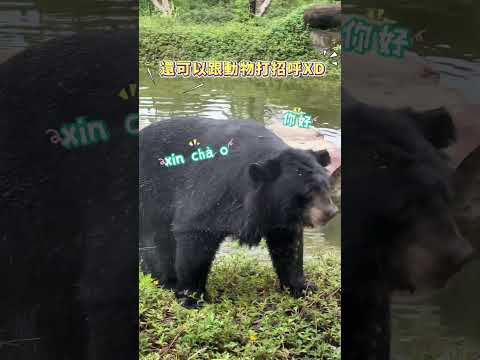 【富國島旅遊推薦】越南最大野生動物園珍珠野生動物園～還可以餵長頸鹿！