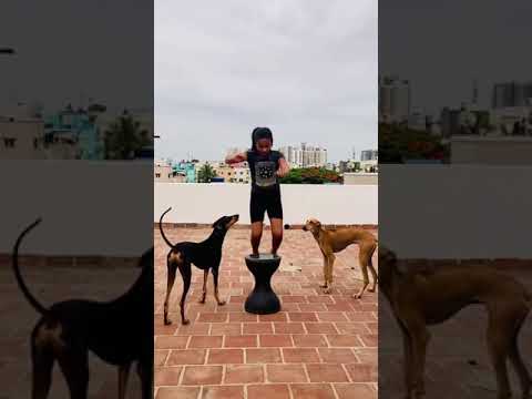 Kanni dogs | dogs protect girls that’s kanni breed