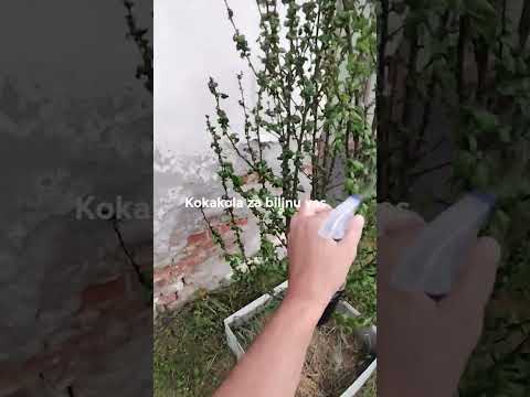 prskanje biljne vasi kokakolom efikasno 100%