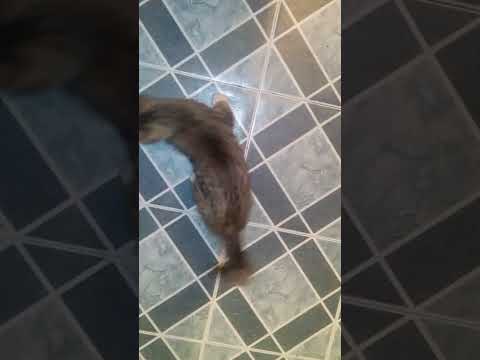 karma cat part 2