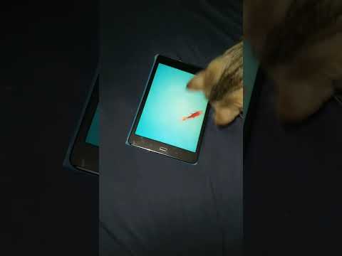 cat enjoying #cat games  video