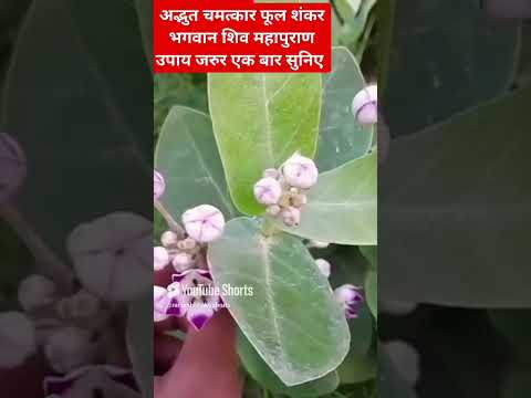 इस अद्भुत फुल शंकर भगवान शिव महापुराण की कथा एक बार अवश्य सुने #astrology #vastutips #plants #vastu