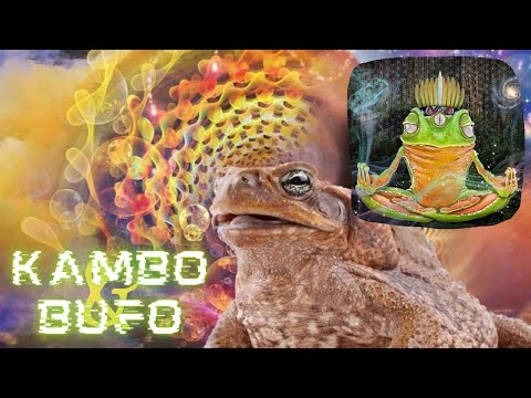 คัมโบ (Kambo) กับ บูโฟ (Bufo) คืออะไร ต่างกันยังไง?