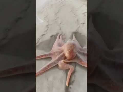 octopus fact #short # fact