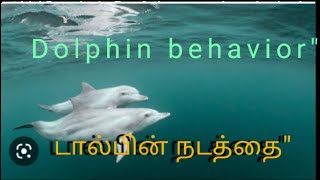 Dolphin behavior in Tamil டால்பின் நடத்தை"#dolphins #sea  #manmals