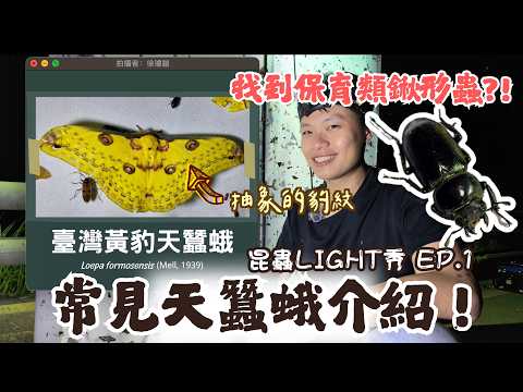【台灣肥角鍬形蟲、長角大鍬形蟲】天啊～保育類鍬形蟲現蹤！台灣最特別角金龜會現身嗎？鼬獾現蹤～台灣常見天蠶蛾介紹！【昆蟲LIGHT秀 EP.1】｜衝山蛇What The Sssnake!——點燈尋蟲系列