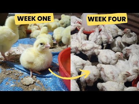 Growth stages of broilers in one month || Broiler transformation #poultryfarming #poultry #broiler