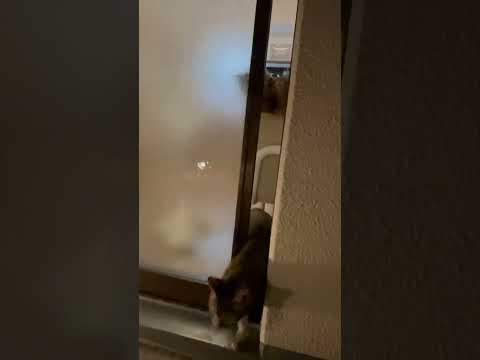 ベランダに行きたいにゃ #cat #猫のいる暮らし #ねこ部 #保護猫 #ねこの日常 #ねこのいる生活 #猫