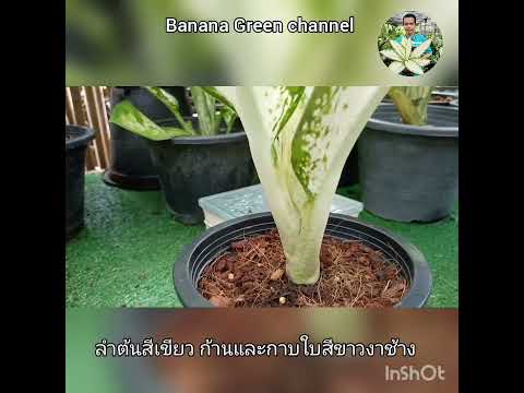 ต้นนกยูงขาว Dieffenbachia Delirah