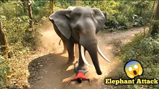 Elephant Attack video in forest | Elephant attack boys in jungle | Elephant Attack