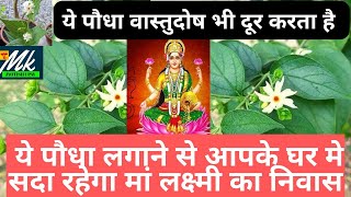 माँ लक्ष्मी का निवास होगा आपके घर मे/  मिलेगी लंबी आयु और चिरयौवन #hari_srangar #parijat