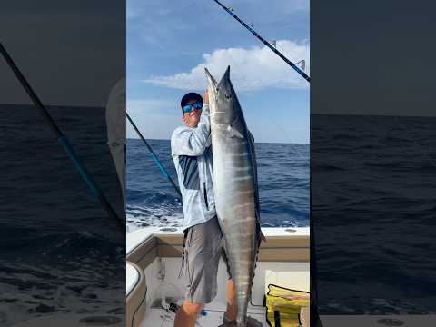 GIANT wahoo from St. Pete Florida! 🦓 🤩 #wahoo #fishing #offshorefishing