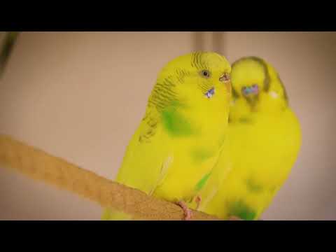 8 hours of Deep Separation Anxiety Music for Budgie Relaxation! Helped 4 Million Pets Worldwide