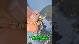 #goldrush 2025 Found 24k gold in clay worth $5000 #goldmining #goldpanning #naturalgold