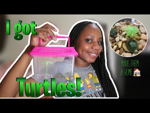 I got Baby Aquatic Turtles! 🐢 | My First Official Pets