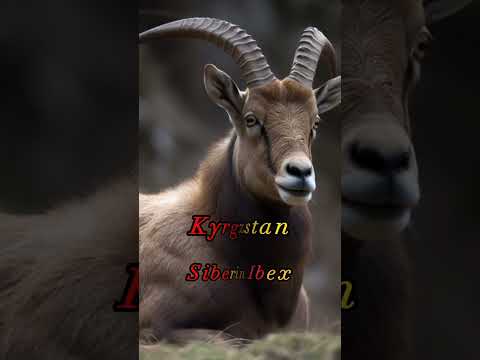 Your Country's National Animal - Kyrgyzstan 🇰🇬 and Azerbaijan 🇦🇿