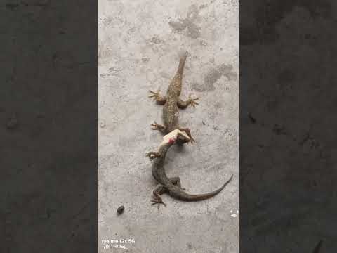 lizard 🦎🦎 fighting