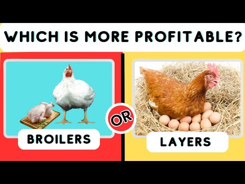 Layers or Broilers - Which is more Profitable!?