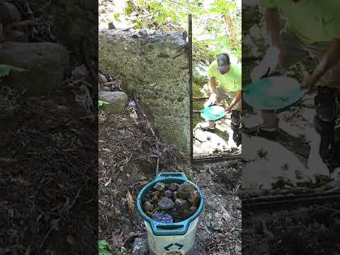 Prospecting at the Mine #gold #goldfever #goldmining #prospecting #play #outdoors #goldprospecting