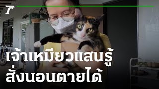 เจ้าเหมียวเจ้าบทบาทสั่งให้นอนตายได้ | 28-11-65 | ข่าวเที่ยงไทยรัฐ