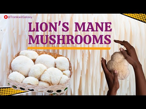 Why Lion's Mane Mushrooms Are a Superfood You Need to Try!