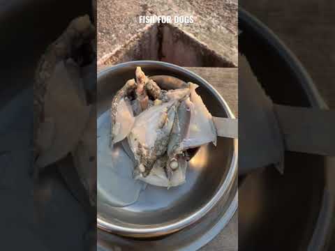 Fish for dogs | dog fish eating | how to grow dogs taller