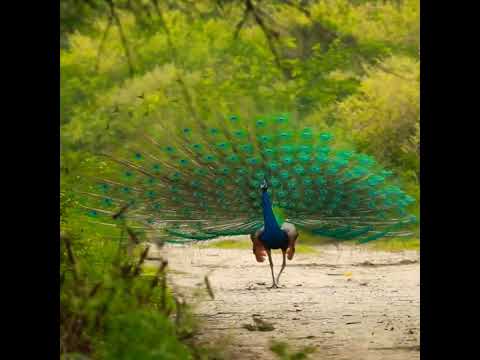 peacock-squeaking