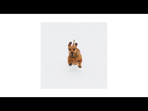 Penny the Dachshund vs Drone Hovering (Dog Chasing Drone)