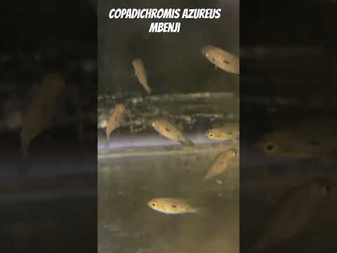 Copadichromis Azureus Mbenji Juveniles and fry #cichlids #copadichromis #malawi #malawicichlid