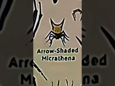 TYPES OF SPIDERS|ARROW SHAPED MICRATHENA|PART-19|#creature #spider @LIKEMYTH
