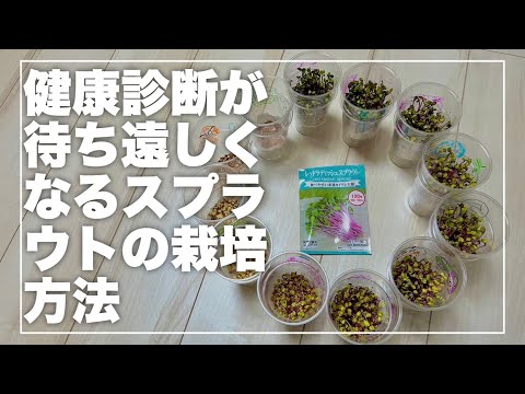 [Hydroponic cultivation] A simple way to grow sprouts at home so you can eat them every day | Red...