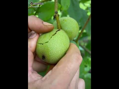 walnut.  best video  #subscribe #subscribe