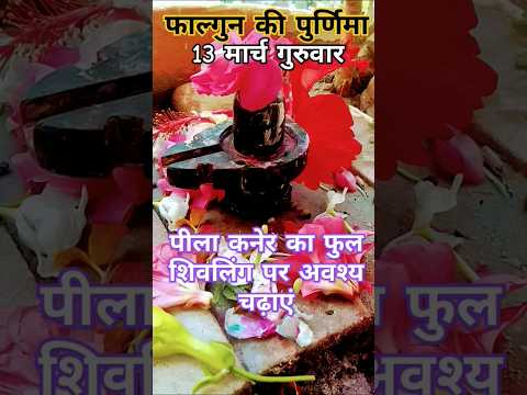 13 मार्च🔥पीला कनेर का फुल शिवलिंग पर अवश्य चढ़ाएं#upay#shortsfeed#shiv#astrology#pradeepmishra#holi